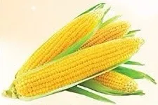 Sweet Corn