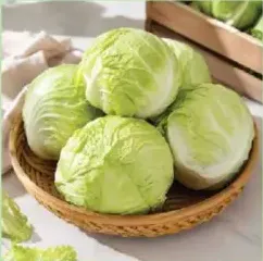 ملفوف أبيض مدور