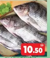 سمك البلطي