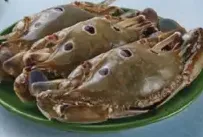 سلطعون
