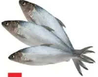 سمك الحليب