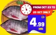 Tilapia Fish