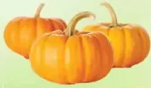 Red Pumpkin