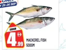 Mackerel Fish