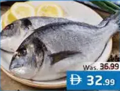 Sea Bream