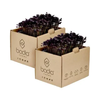 Badia Farms Red Mustard Cress