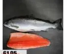 Fish Salmon