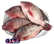 Tilapia
