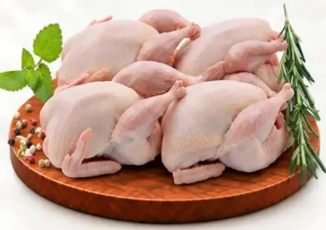 Egyptian Pigeon