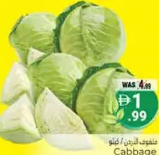 ملفوف