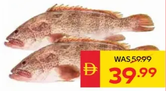 Fresh Hamour
