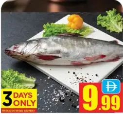 سمك السلور