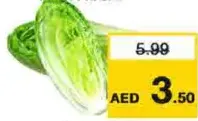 خس رومين