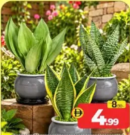 Green Snake Plant