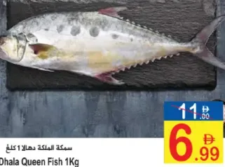 Dhala Queen Fish