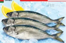 Big Eye Mackerel