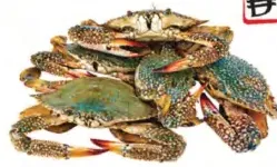 Fresh Crab