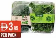 Baby Spinach/Kale/Salad/Rocca /Red Radish Holland