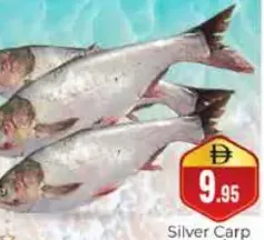 Silver Carp Fish