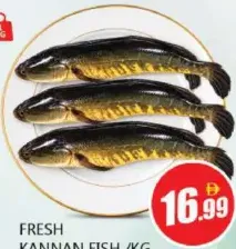 Fresh Kannan Fish