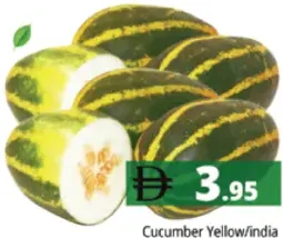 Cucumber Yellow/india