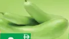 قرع