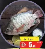 Tilapia