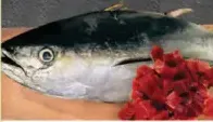 Kedar / Tuna Cubes