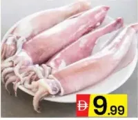Squid
