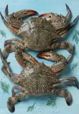 Crab