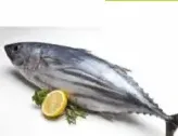 Fresh Tuna Fish