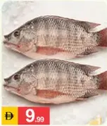 سمك بلطي طازج