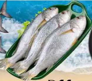 سمك كروكر / كورا