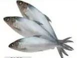 سمك حليب طازج