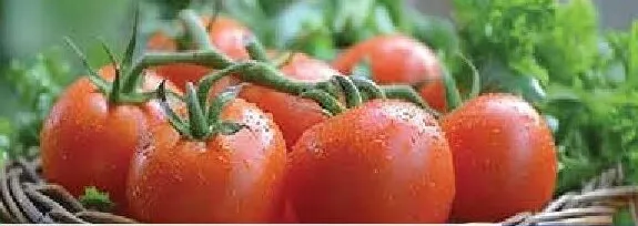 Tomato Round Jordan
