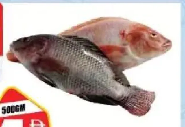 Tilapia Fish