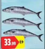 King Fish