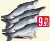 Pangasius Fish