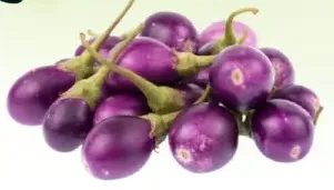 الباذنجان جي تي