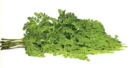 Drumstick Leef
