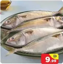 سمك الماكريل