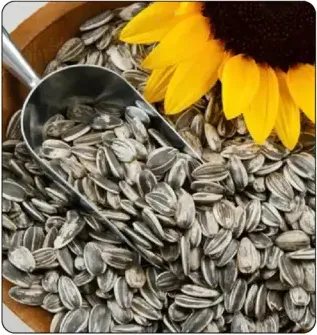 بذور دوار الشمس