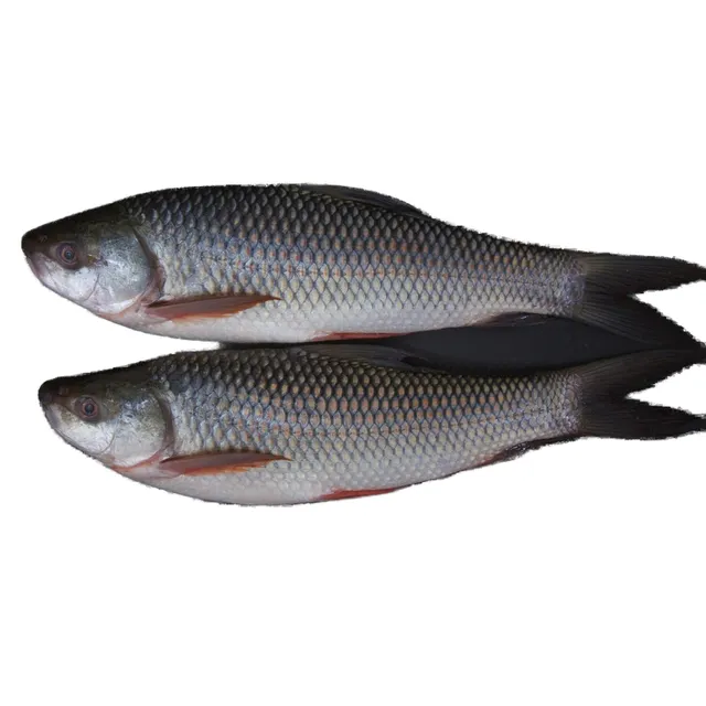 Rohu Fish