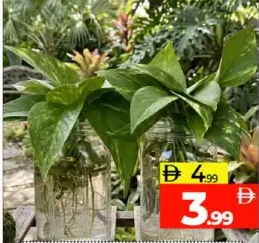 Water Money Plant