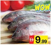 سمك بلطي طازج كبير